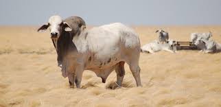 Our passion for brahman cattle dates back to 1906 when thomas m. Brahman Cattle Reveal Their Genetic Secrets Beef Central