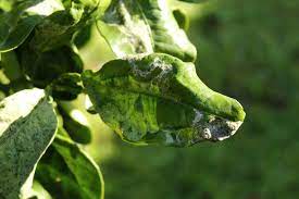 If this condition is met, the tree can theoretically fruit. Lemon Tree Leaves Curling Top Diagnostic Tips