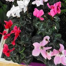 Check spelling or type a new query. A Z List Of House Plants Common And Scientific Names Flowering House Plants Poisonous House Plants House Plants
