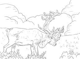 Caribou are the only deer family member (cervidae), where the bodies of the two sexes develop. Stachelschwein Karibu Oder Gewahrt Karibu Ausmalbilder Kostenlos Zum Ausdrucken