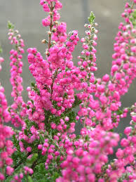 Image result for Calluna vulgaris