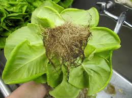 We did not find results for: Hydroponic Problems