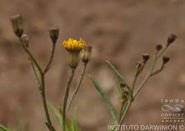 Image result for Octolepis