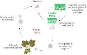 Image result for peronospora grapevine
