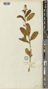 Image result for Aeollanthus suaveolens