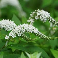 Image result for Lysimachia barbata