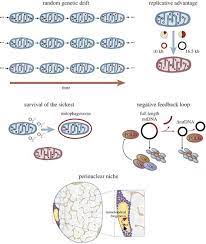 Deoxyribonucleic acid (dna) is the molecule that carries most of the genetic information of an organism. Dna Analysis Os Answer Key Dna Mutation Simulation Answer Key Mutation Simulation By Biology Roots Teachers Pay Teachers Ask Expert Tutors You Can Ask You Can Ask You Nopixelsdiedphoto