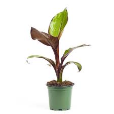 Image result for Ensete ventricosum