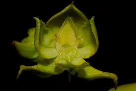 Image result for Habenaria insolita