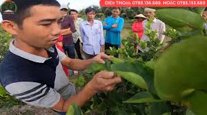 KỸ THUẬT CHĂM SÓC, TỈA CÀNH TẠO TÁN, CHANH KHÔNG HẠT