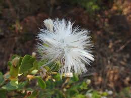 Image result for Lopholaena sp.no.1