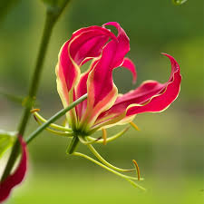 Image result for Gloriosa superba