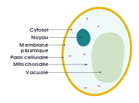 An animal cell is defined as the basic structural and functional unit of life in organisms of the kingdom animalia. File Simple Diagram Of Animal Cell Fr Svg Wikimedia Commons