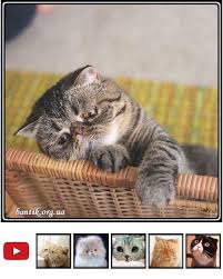 smeshnye koshechki i zabavnye koty foto 3 cats nickelodeon pinterest 1 koty aristokraty 2 sfinksy 3 voiteli 4 porody kotov 5 cat vs dog cat jokes nyan cat