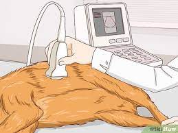 3 Ways To Help A Dog Pass An Obstruction Wikihow Pet