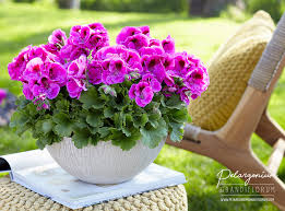 Maybe you would like to learn more about one of these? Regal Pelargonium Hendriks Young Plants