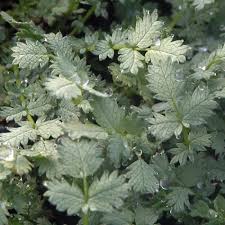 Image result for Pimpinella buchananii