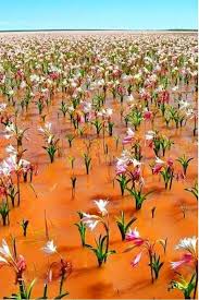 Image result for Arthraerua leubnitziae