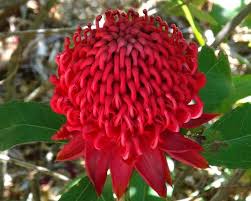 Image result for Telopea