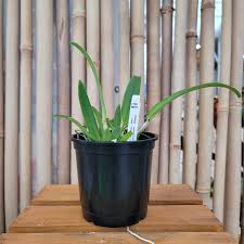 Image result for Pycnostachys coerulea