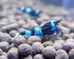 Obrázek: aquarium with Blue Panda shrimp