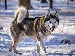 Der wolfshund ist einer der schönsten hunde, aber eher selten. Husky Das Ist Bei Der Haltung Wichtig