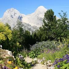 Alpengarten Auf Dem Schachen Natural Landmarks Nature Landmarks