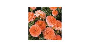 Image result for Isoglossa floribunda