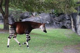 Pin On Animal Kingdom