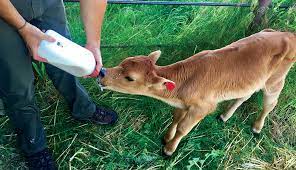 How To Successfully Raise Bottle Calves Hobby Farms