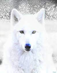 Snow Wolf By Nick Gustafson Snow Wolf Wolf Spirit Animal Wolf Dog