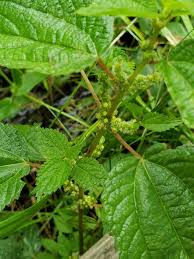 Image result for Barleria boehmii
