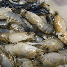 We did not find results for: Resepi Udang Galah Masak Sos Simple