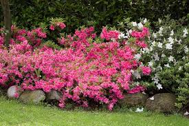 Can you use lemon peels in the garden. 8 Awesome Citrus Peel Uses In Garden Balcony Garden Web