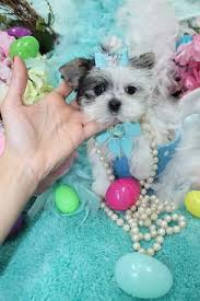 Morkie in dogs & puppies for sale. Morkie Teacup Morkie Morkie Puppies For Sale Maltipoo Malshi Teacup Designer Puppies