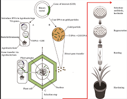 There are a number of steps that are followed before a genetically modified organism for animals, the gene is typically inserted into embryonic stem cells, while in plants it can be inserted into any tissue that can be cultured into a. Novel Techniques For Gene Delivery Into Plants And Its Applications For Disease Resistance In Crops