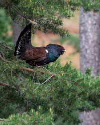 Image result for Caperonia fistulosa