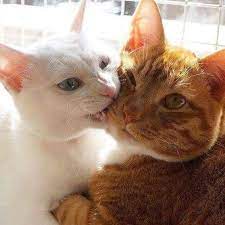 funny kitties 1 captions by joy panosundaki pin