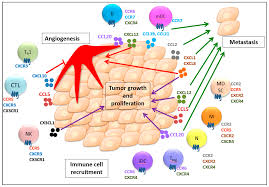 Cancers Free Full Text Chemokines And Their Receptors Multifaceted Roles In Cancer Progression And Potential Value As Cancer Prognostic Markers Html