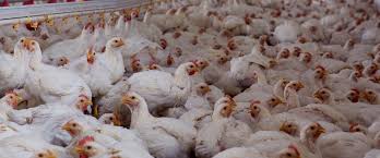 Approximately 6.5 million companion animals enter u.s. Why Factory Farming Is The Largest Cause Of Animal Abuse In History Animal Equality International Animal Protection Organization