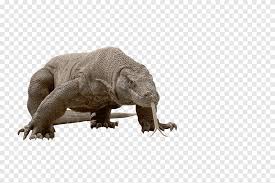 We did not find results for: Komodo Dragon Png Images Pngegg