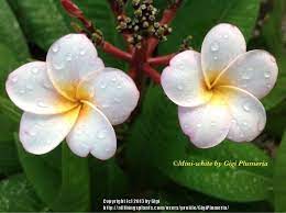 Jungle jacks sh queen of the night 10/2013 jungle jacks sh torquato tasso 10/2013. Photo Of The Bloom Of Plumeria Plumeria Rubra Mini White Posted By Gigiplumeria Garden Org