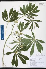 Image result for Manihot grahamii