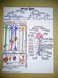 The Name Scimed Is My Short Acronym For Science Medicine I Hope You Find My Post Reblo Nursing School Studying Nursing School Notes Anatomy And Physiology