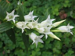 Image result for Gentiana asclepiadea alba