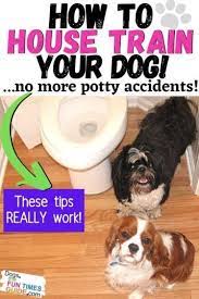 how to house train a dog and prevent accidents in the house the sitename house training dogs training your dog dog potty