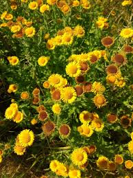 Image result for Pulicaria