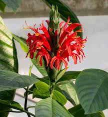 Image result for Pachystachys