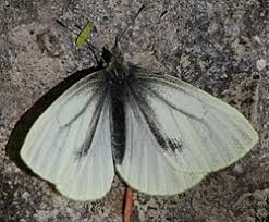 Image result for Mohria marginalis