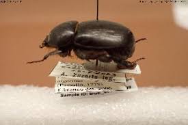 Image result for Pentodon